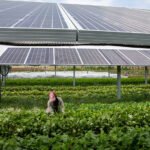 Agrivoltaics: raised solar panels shading crops on a working farm.