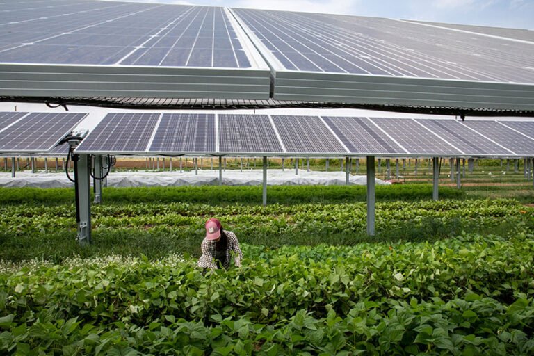Agrivoltaics: raised solar panels shading crops on a working farm.