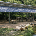 Solar panels installed above an outdoor zoo enclosure, demonstrating zoovoltaics as a next-generation agrivoltaic system supporting biodiversity and clean energy.