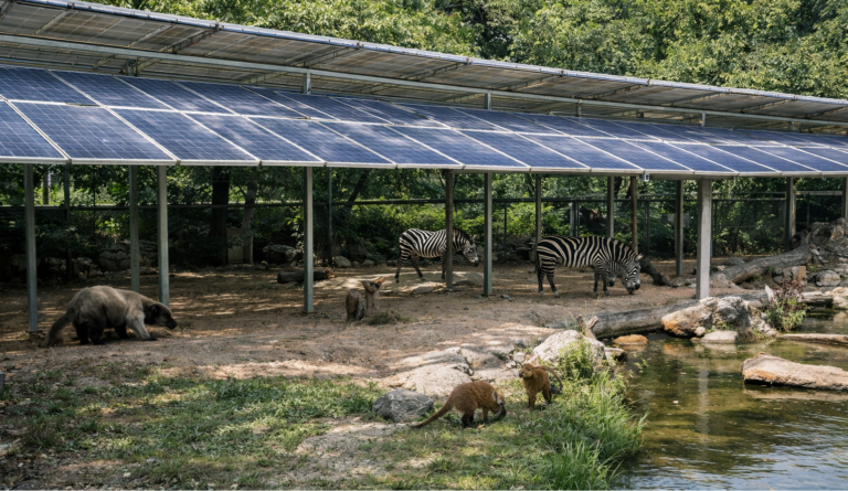 Solar panels installed above an outdoor zoo enclosure, demonstrating zoovoltaics as a next-generation agrivoltaic system supporting biodiversity and clean energy.